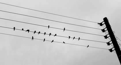 notation--it's for the birds?