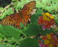 Butterfly visiting Lantana