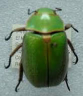 green green